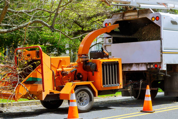 Best Dead Tree Removal  in Purcellville, VA